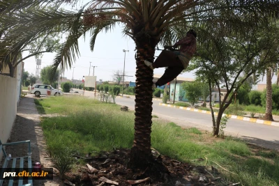 هرس کردن درختان در پردیس حضرت رسول اکرم(ص) خوزستان