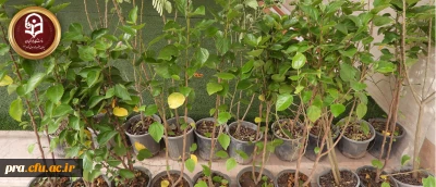 خرید و کاشت نهال های زینتی در محیط پردیس حضرت رسول اکرم(ص)