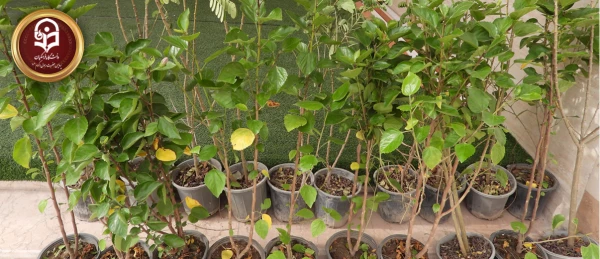 خرید و کاشت نهال های زینتی در محیط پردیس حضرت رسول اکرم(ص) 2