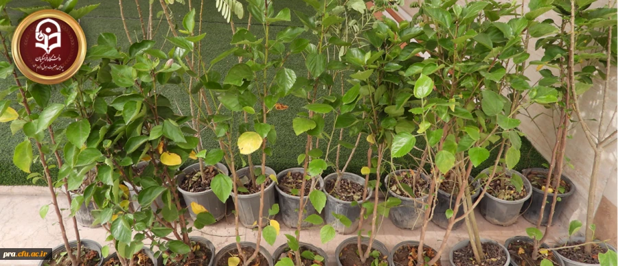 خرید و کاشت نهال های زینتی در محیط پردیس حضرت رسول اکرم(ص) 2
